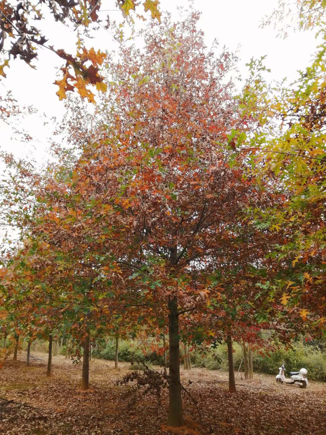 娜塔栎北美橡树的一种适应国内各地种植耐寒耐旱耐高温耐湿，