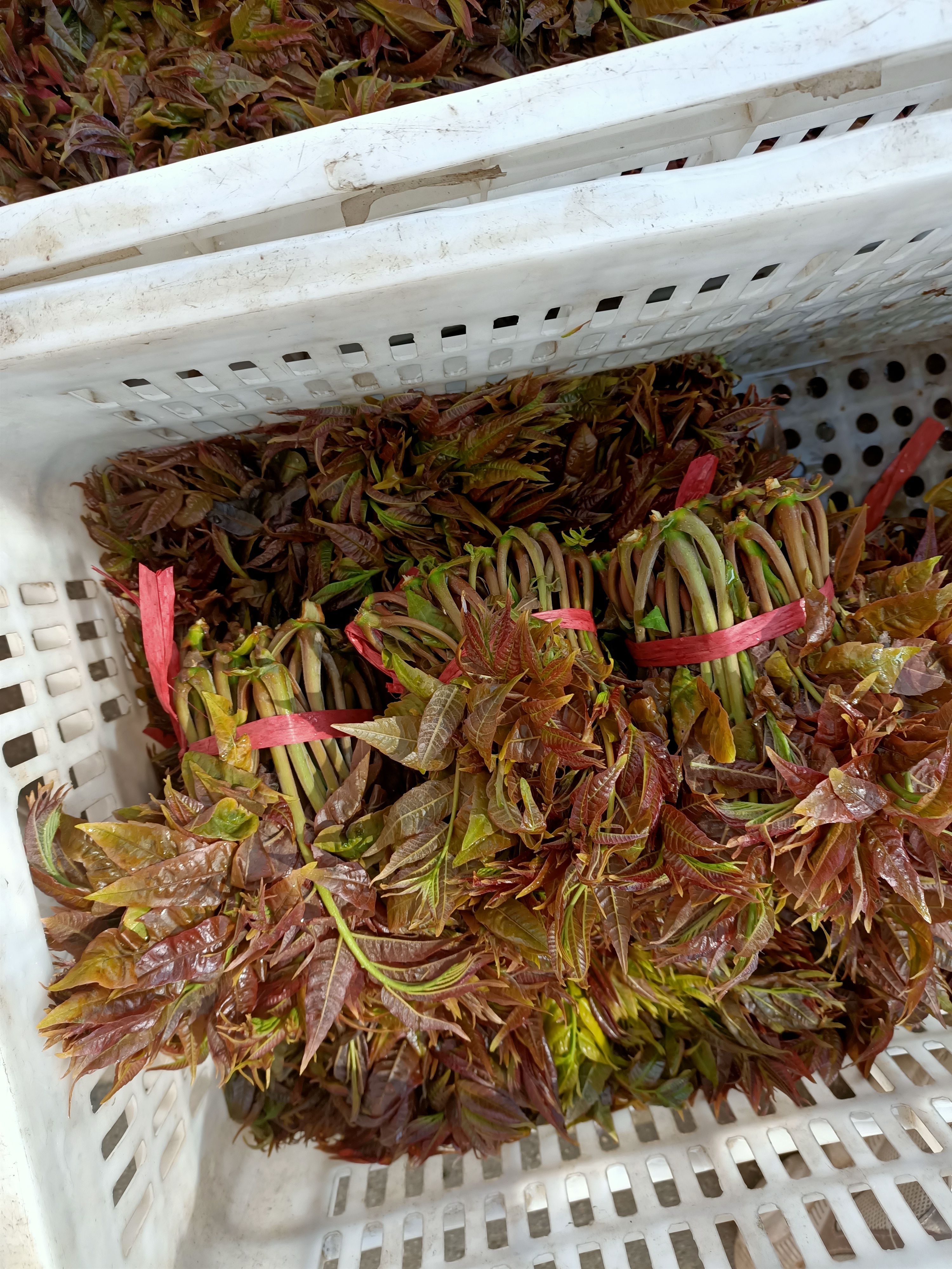  红油香椿，香椿批发基地，3月底上上市了