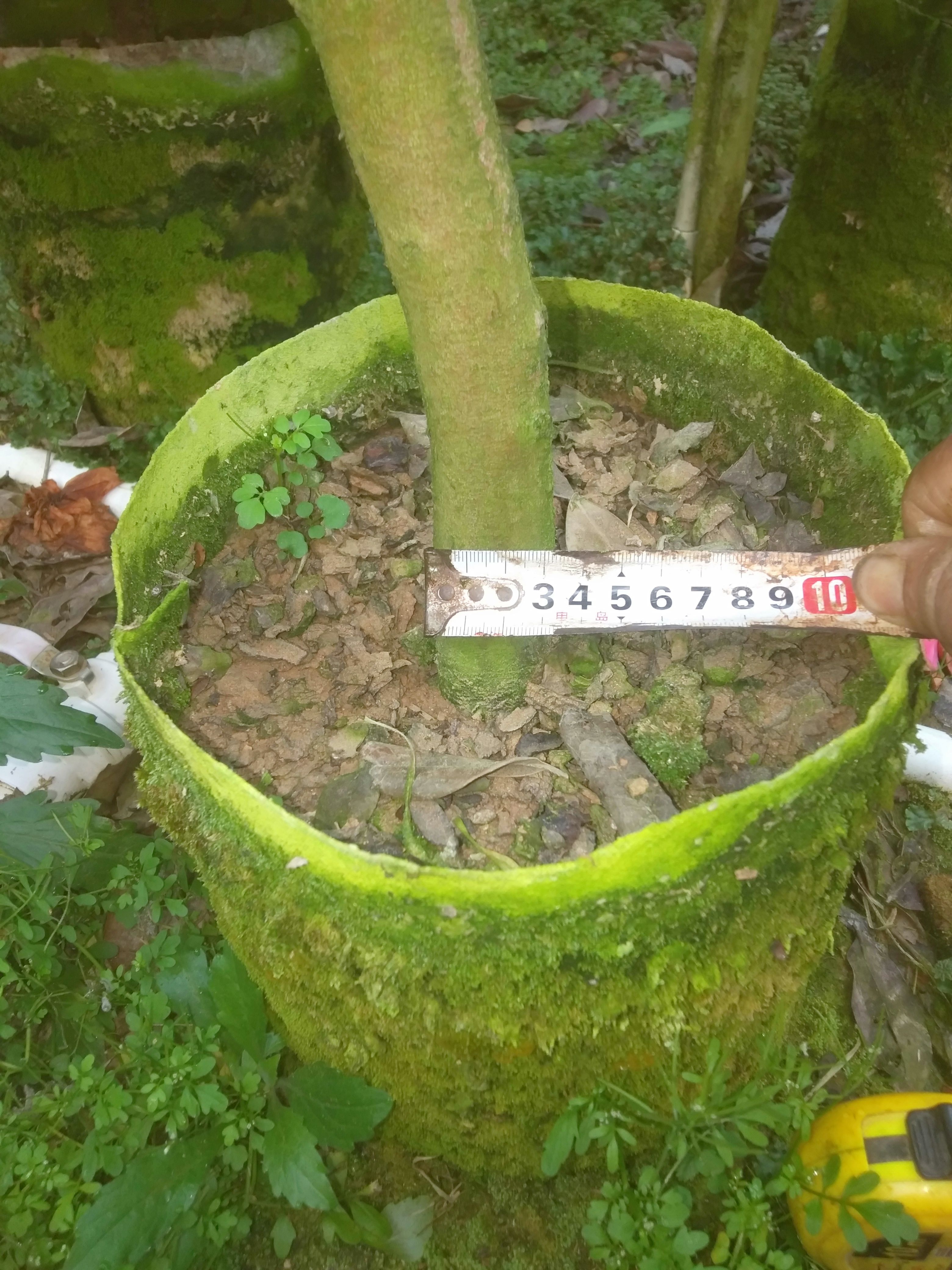 杜鹃红  四季茶花。