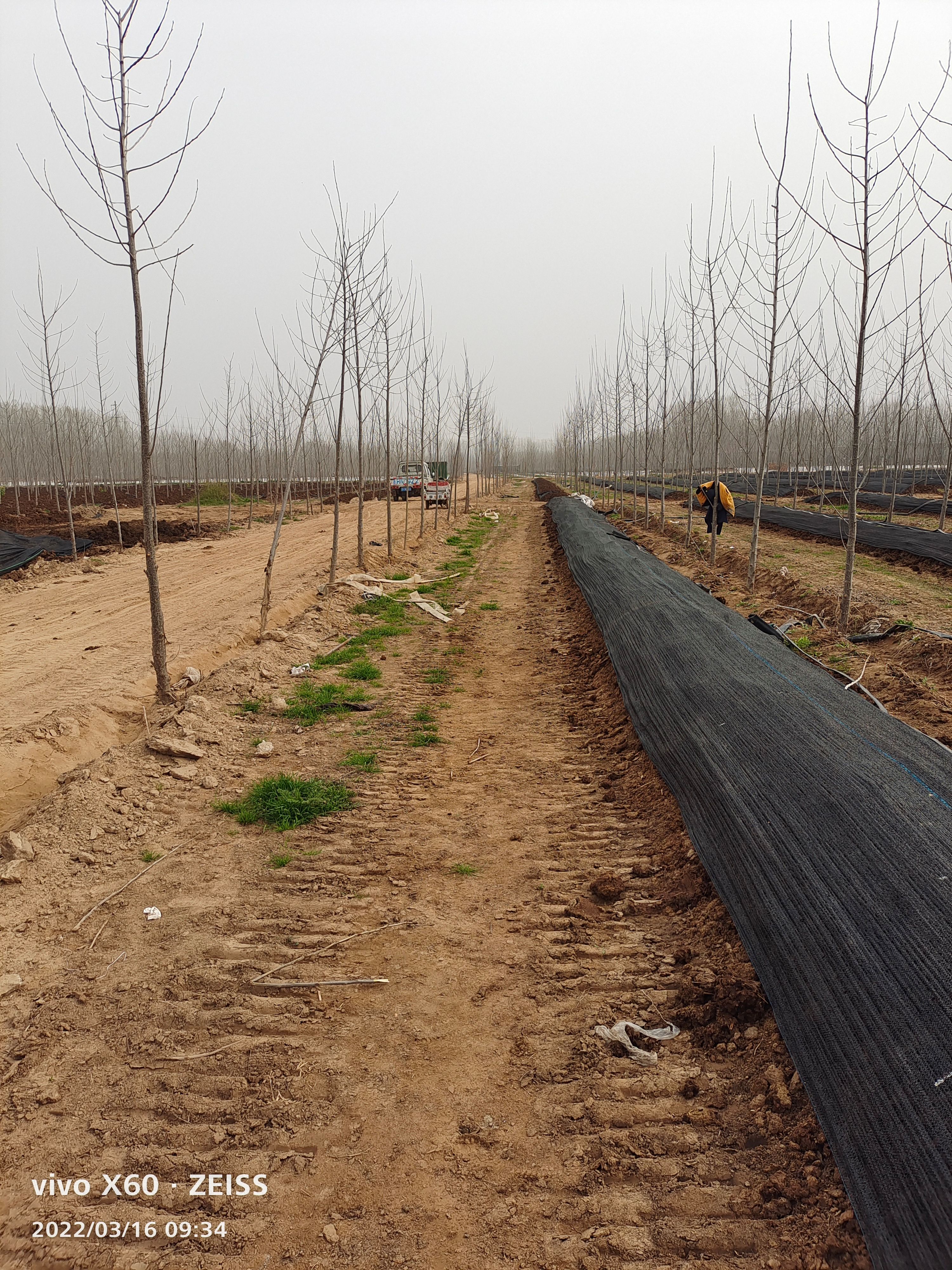 太平蚯蚓  纯牛粪蚯蚓大号中号，污泥大号