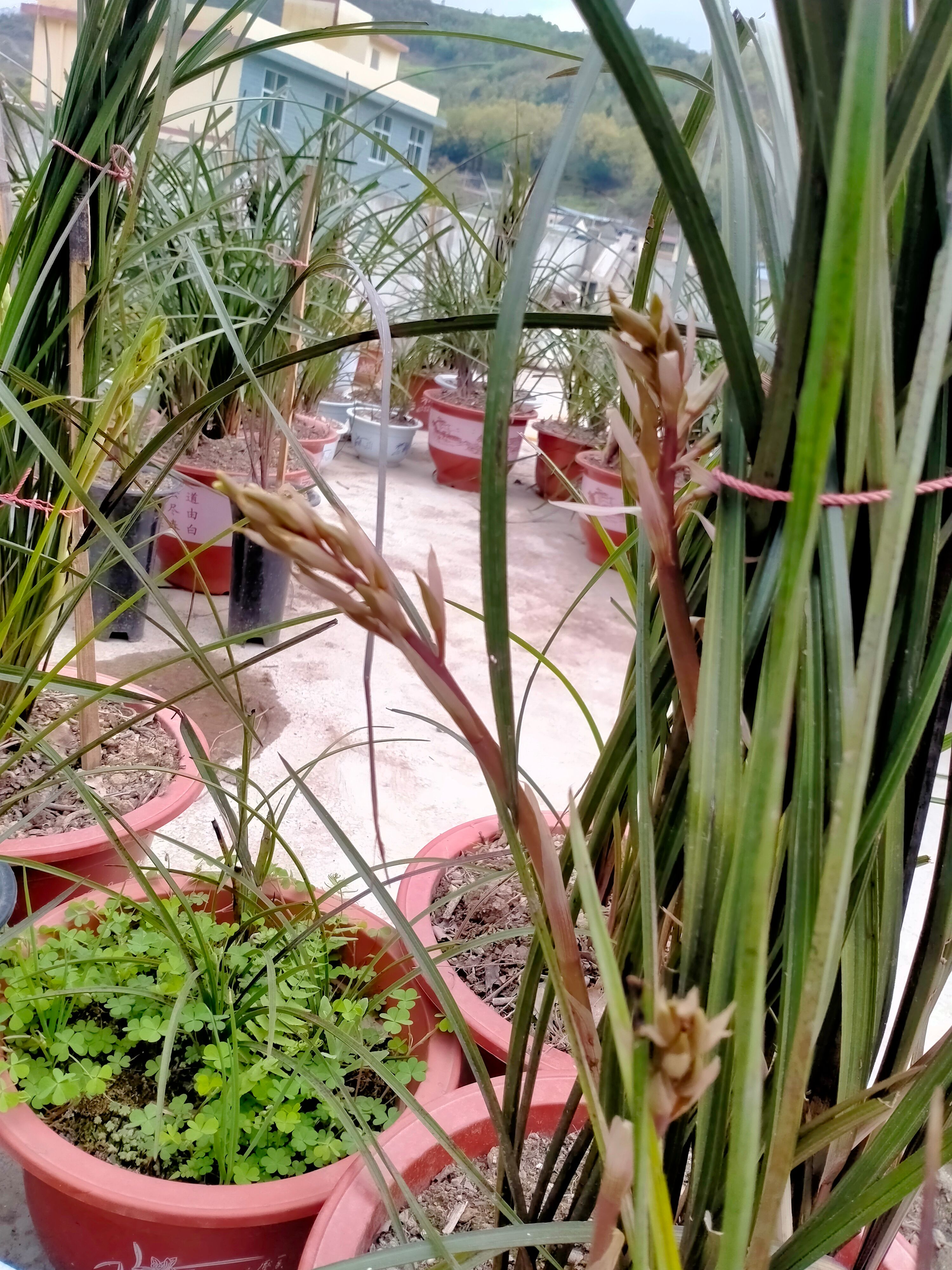  精品惠兰白草，红香妃，紫香妃，带花苞，一杆多花，清香怡人，