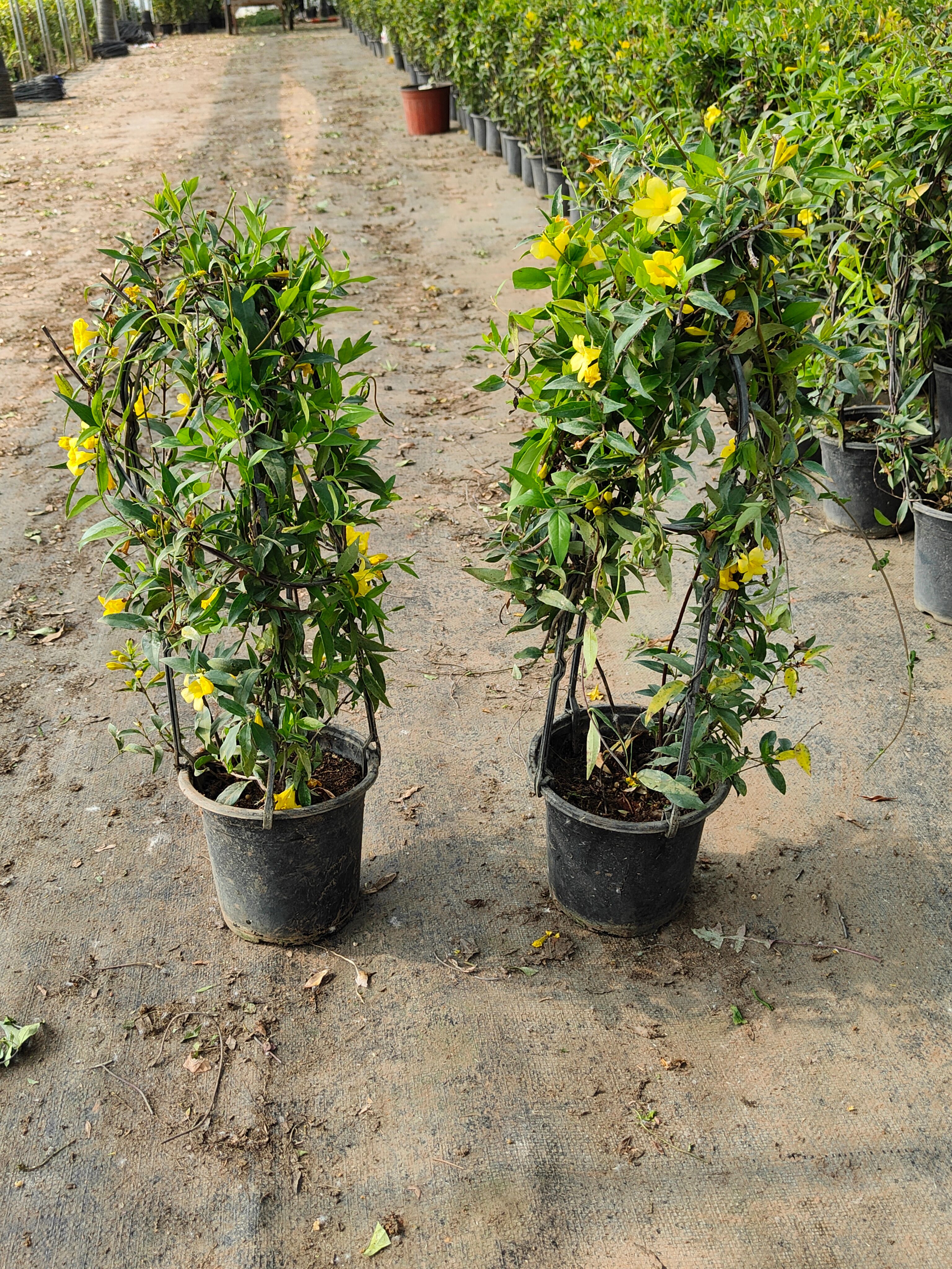 法国香水茉莉花 属于爬藤植物花期七八个月左右零下10度冻不