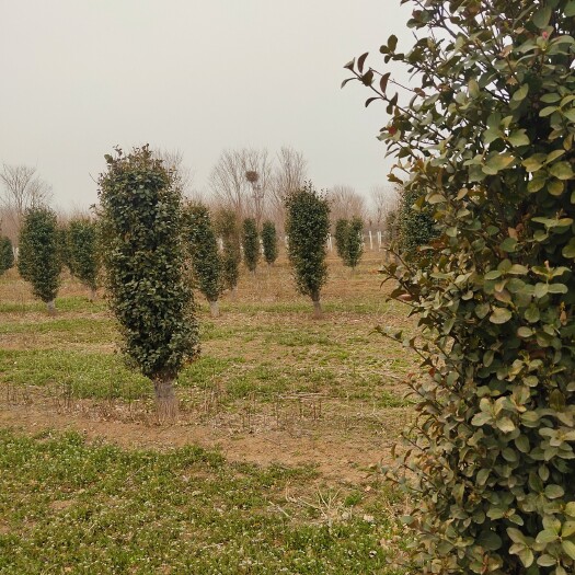 定州市卫矛圆柱形造型卫矛