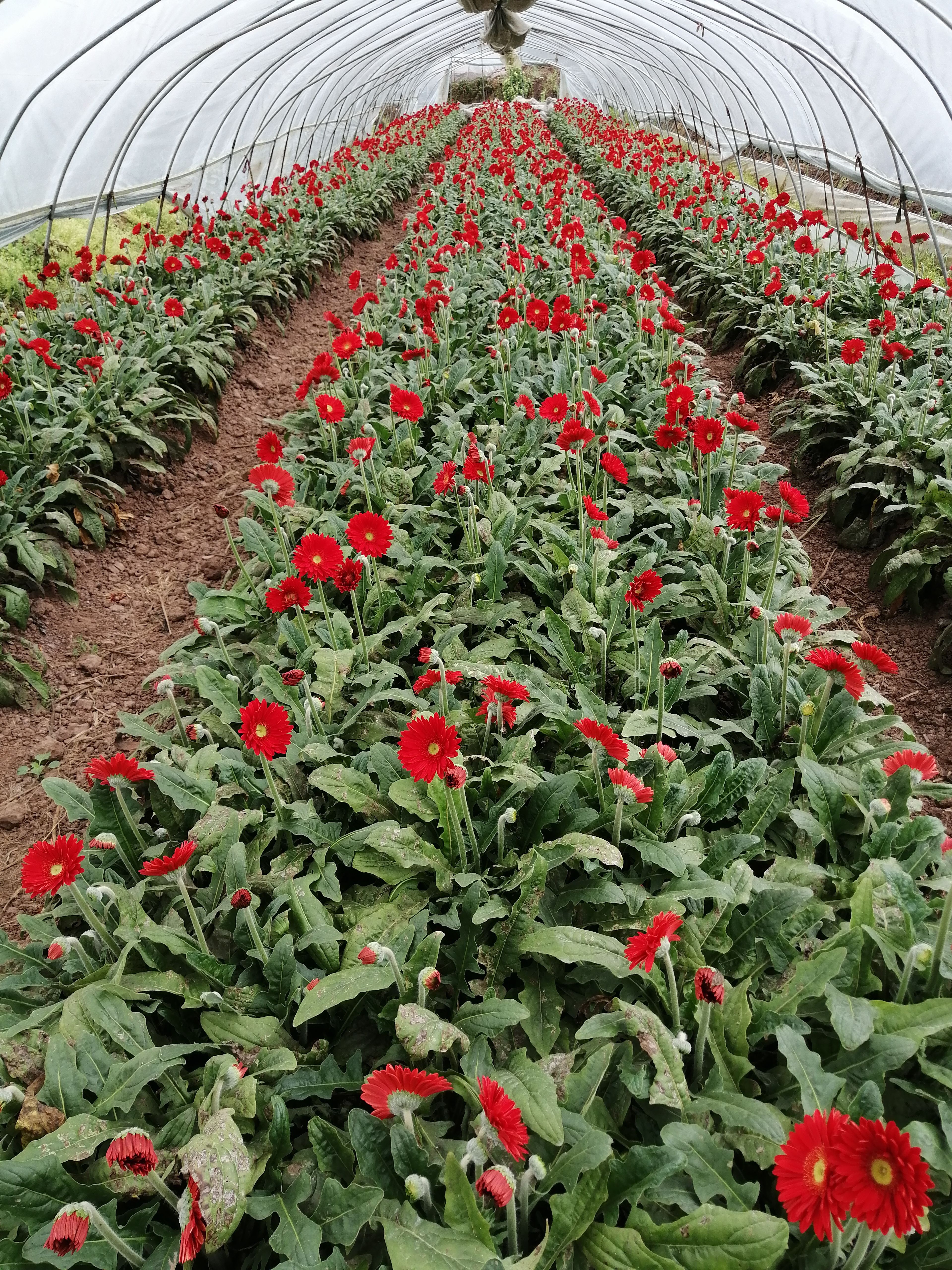 非洲菊基地直供