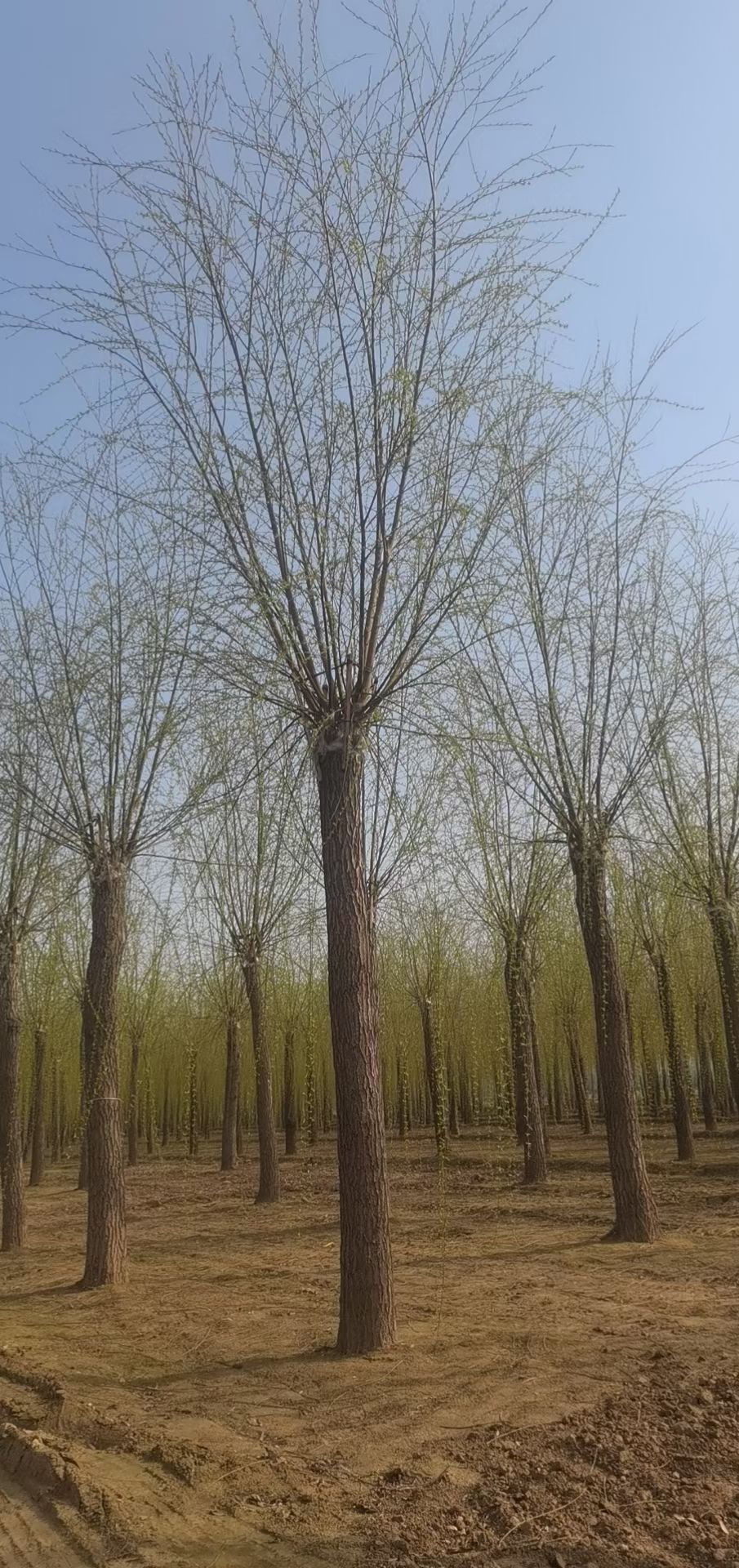 垂柳，西湖垂柳，嫁接垂柳/河堤绿化
