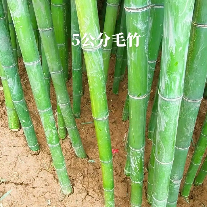 毛竹苗 楠竹苗 北方栽培耐寒大毛竹 四季常青不落叶庭院绿化