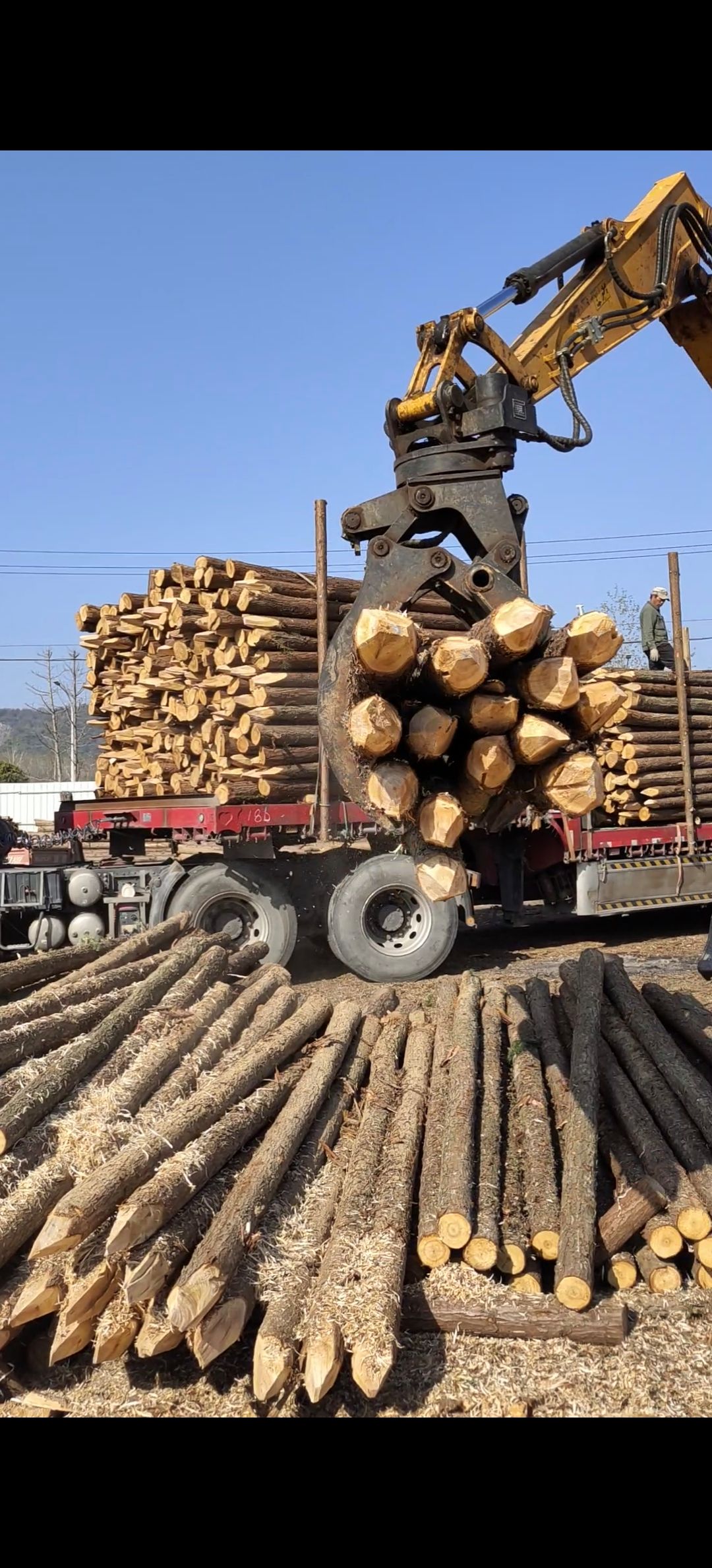 河道打桩木 杉木 河桩木