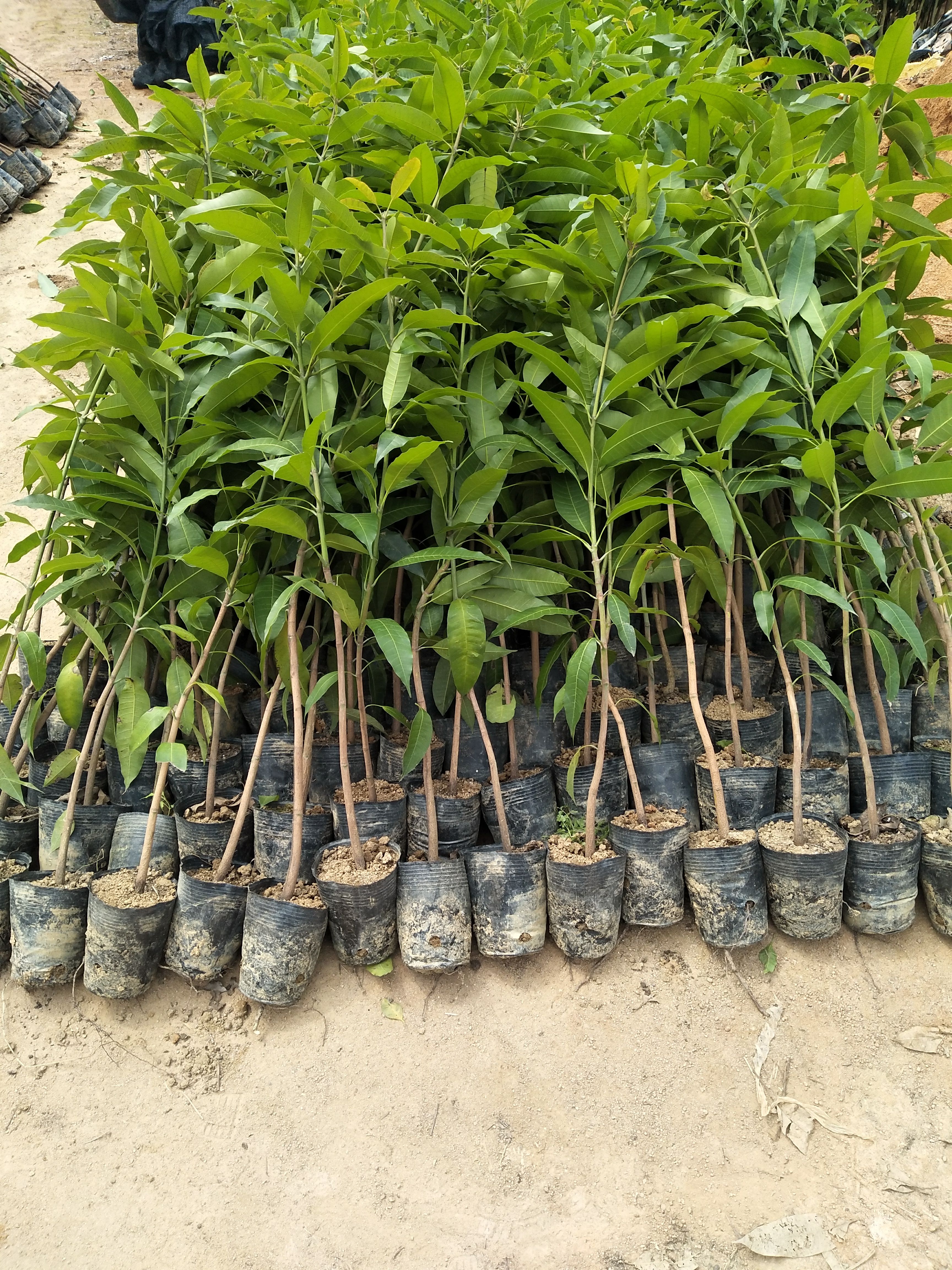 芒果实生苗头径粗1公分到2公分以上