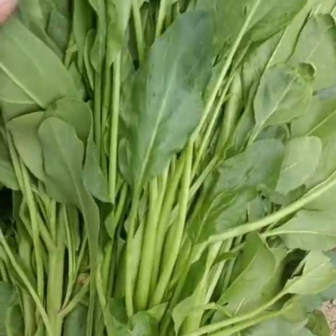 红菠菜 小叶菠菜