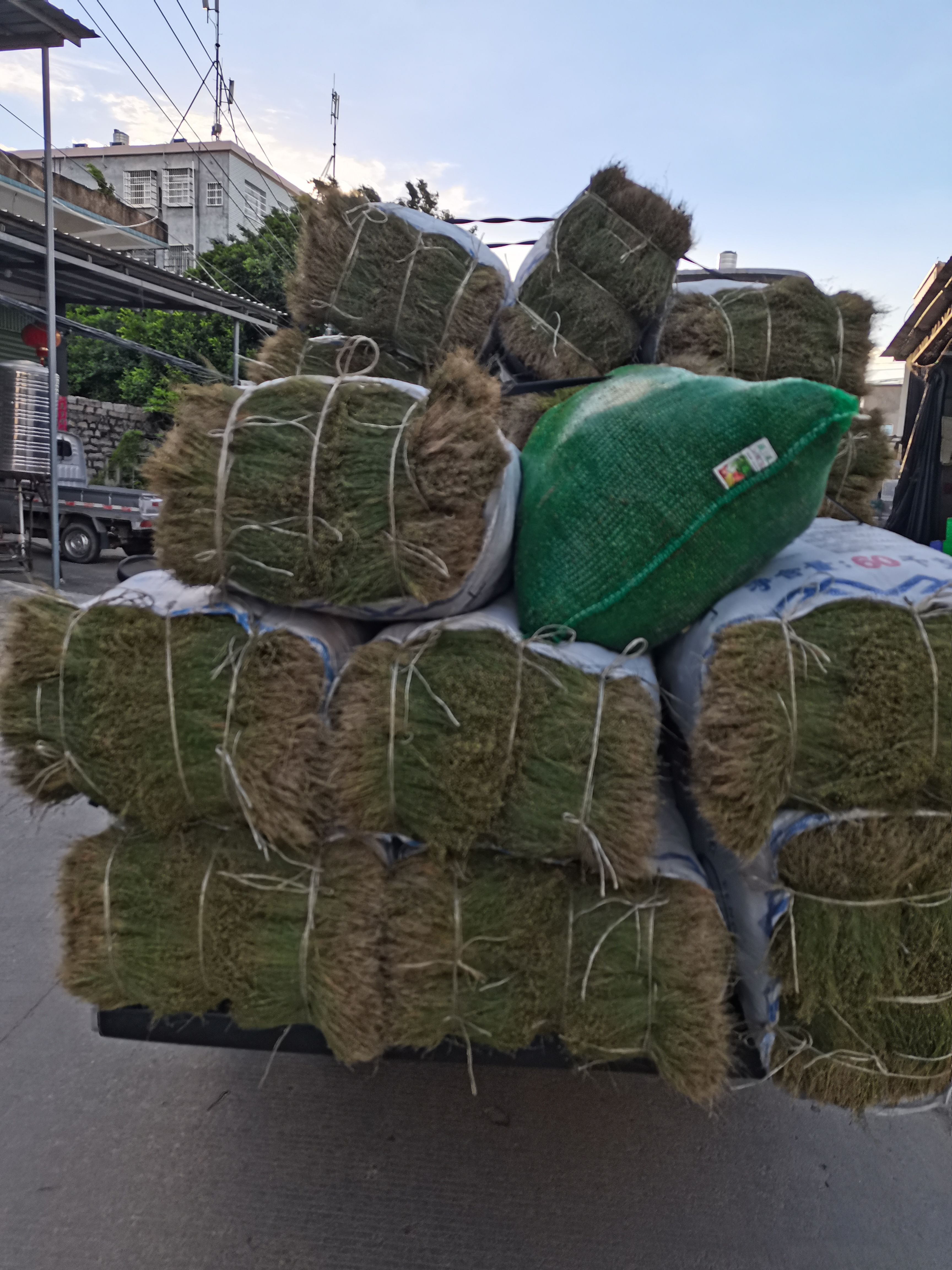 四叶莲，田字草