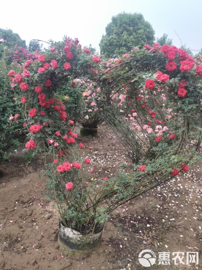 大花月季 基地直销各种规格月季，蔷薇