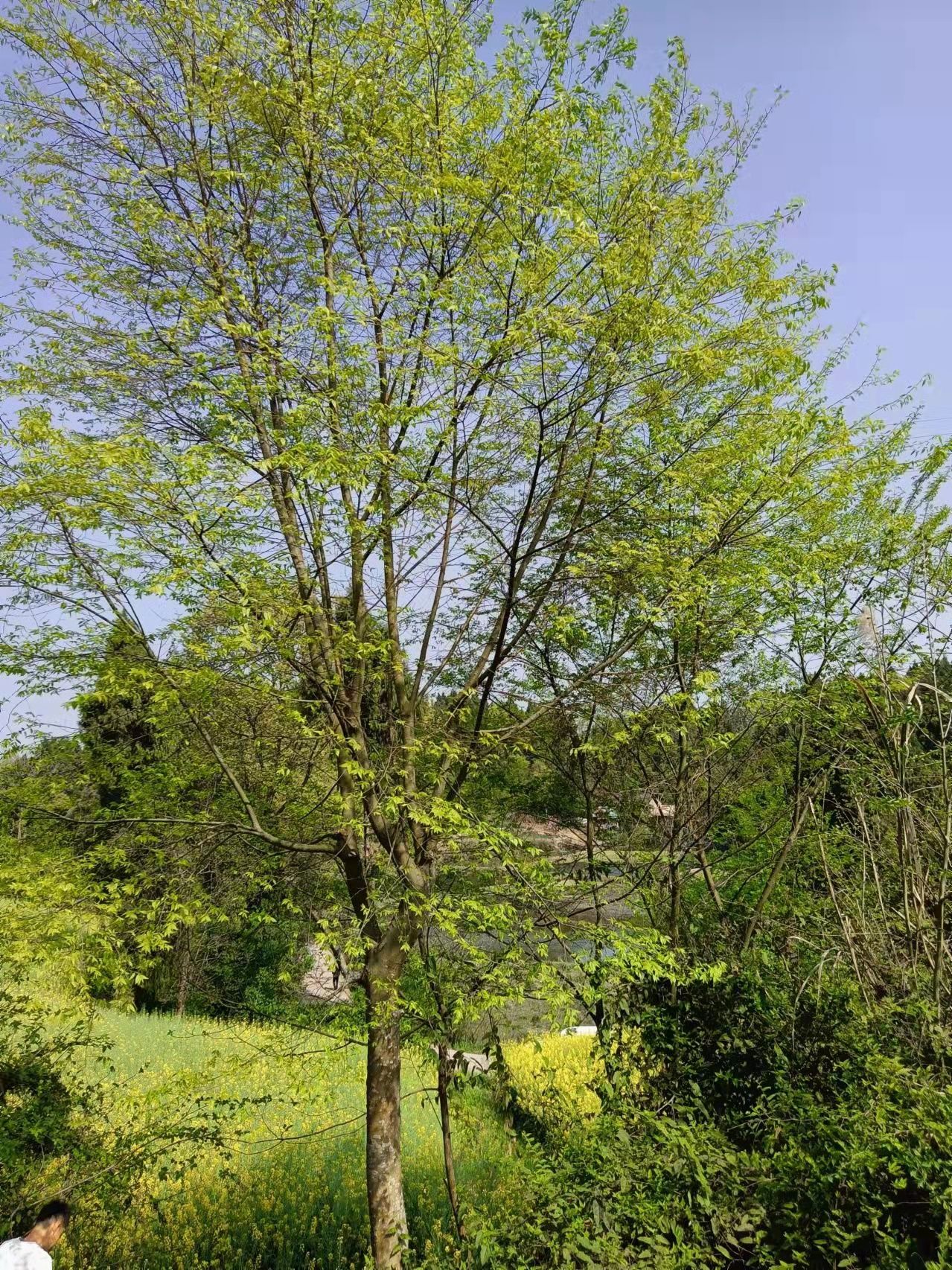 小叶朴 朴树