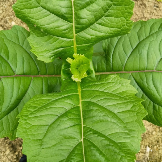 大叶蛋白菊饲料蛋白菊青储饲料教授菊饲料高蛋白菊四季草