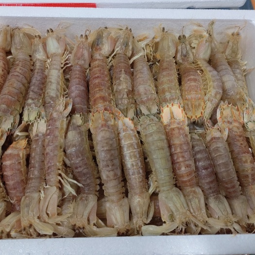 达州 皮皮虾   鱿鱼