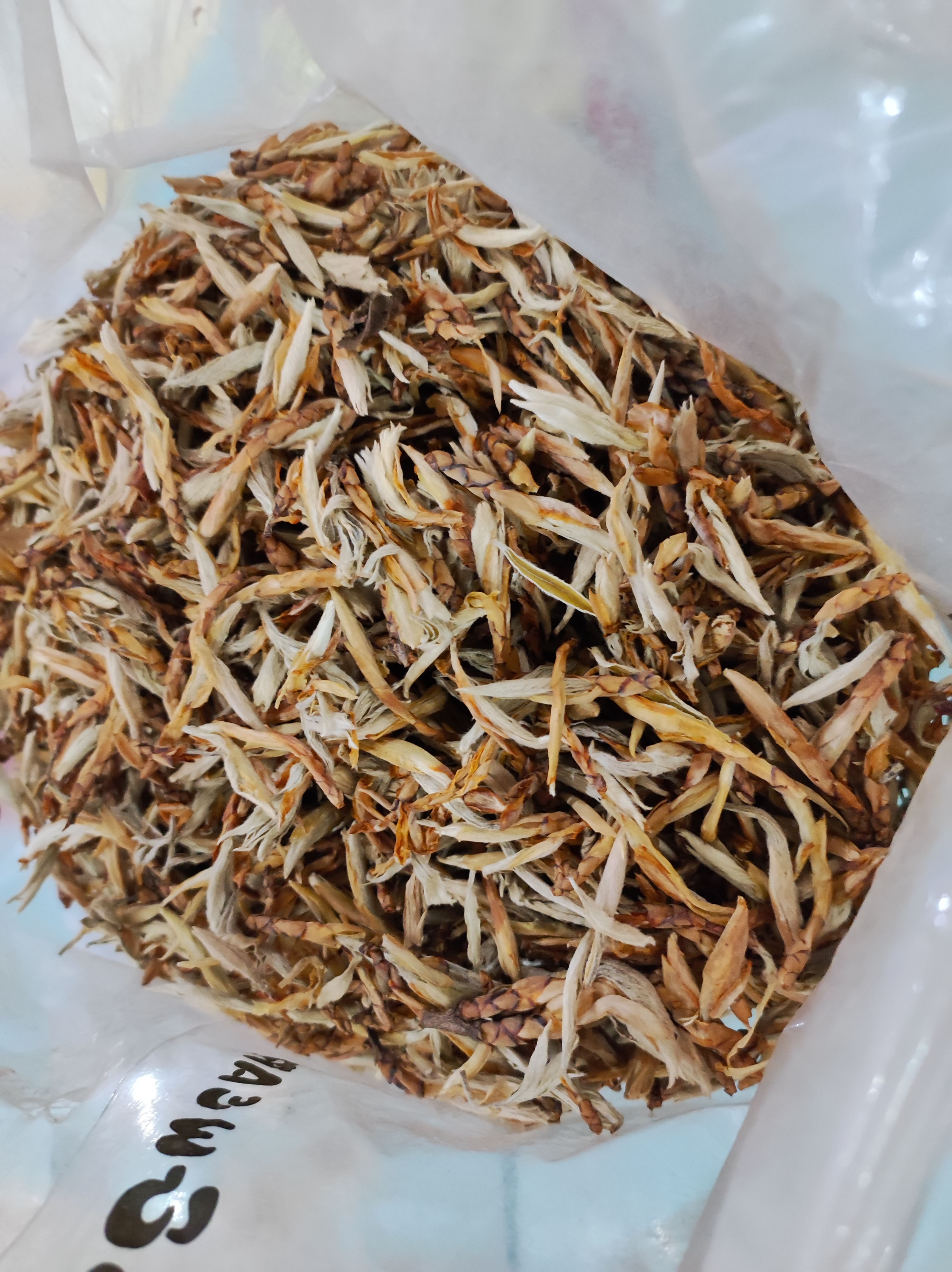 老鹰茶芽尖