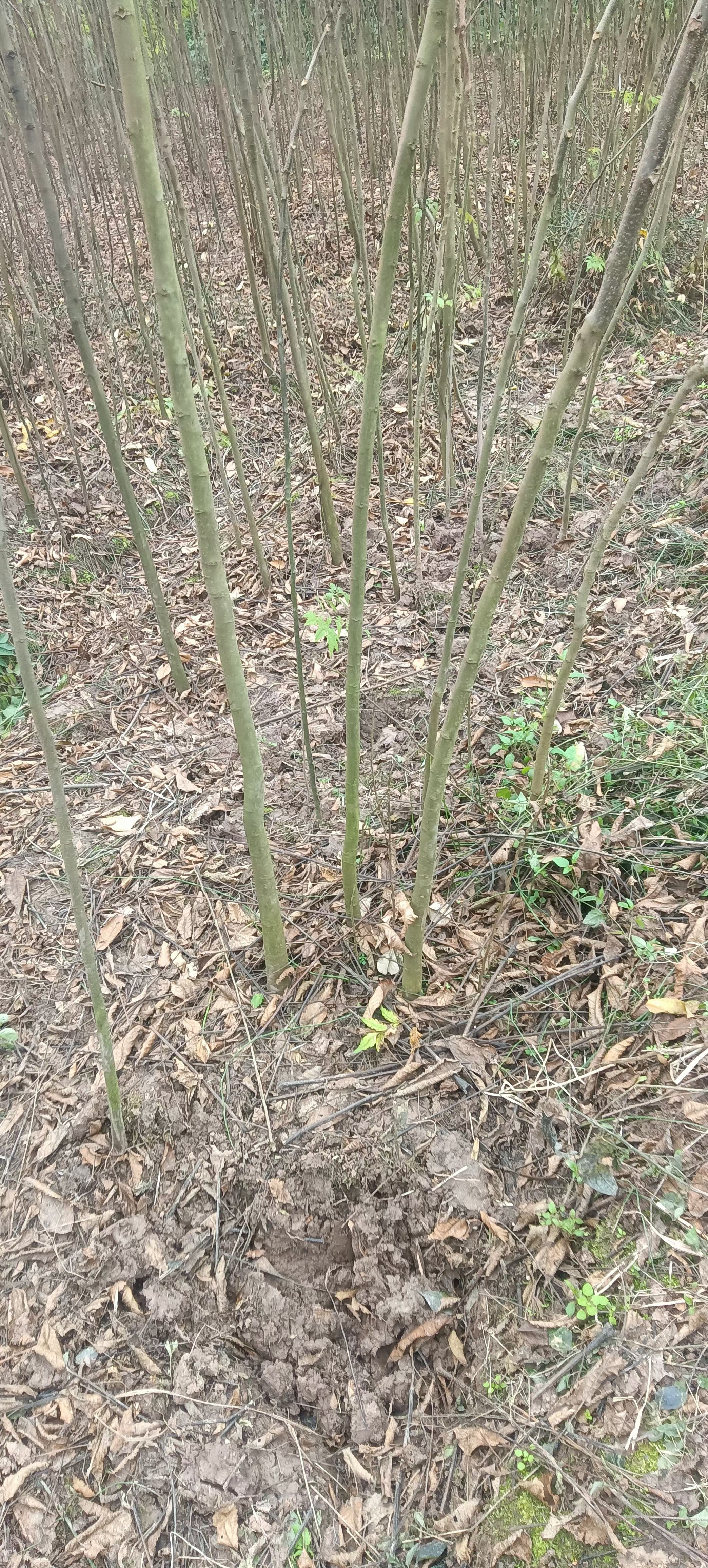 欒樹苗 黃山欒樹苗  南方欒樹苗 重慶基地直銷  量大從優(yōu)