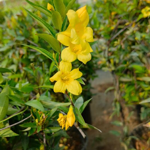 法国香水茉莉花 属于爬藤植物花期七八个月左右零下10度冻不