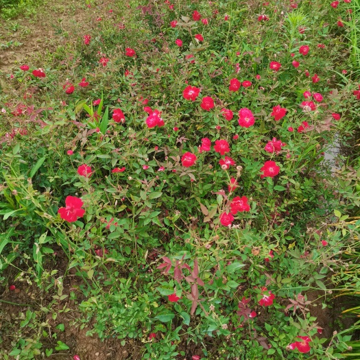 浏阳市大花月季 基地直销各种规格月季，蔷薇