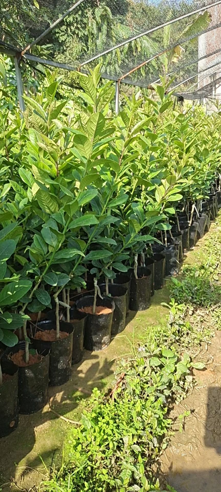 香水柠檬嫁接苗