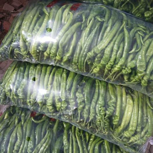 靖远县螺丝椒 精品陇椒