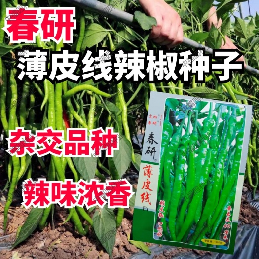 西安薄皮辣椒种子 春研薄皮线辣椒种子早熟辣味浓香农户优选大棚
