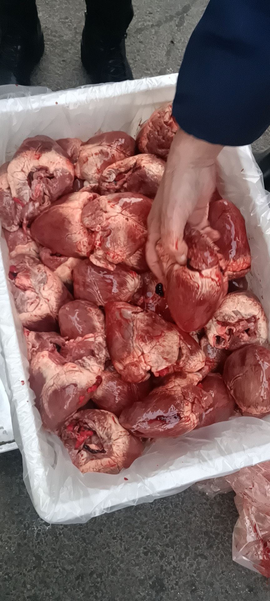 鲜猪心，生猪心，标猪大猪心，不开口，一级品，冷冻发货！