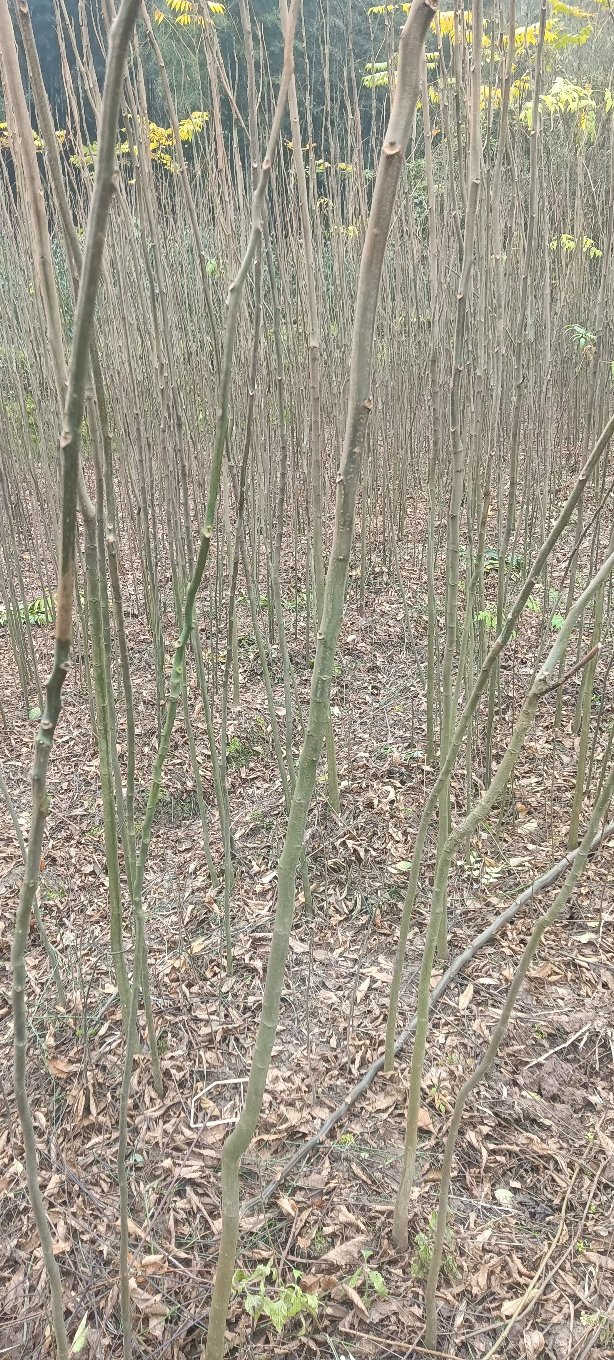 欒樹苗 黃山欒樹苗  南方欒樹苗 重慶基地直銷  量大從優(yōu)