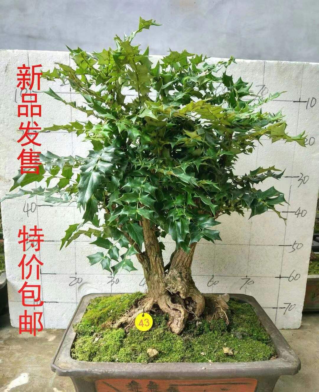  十大功劳，大老鼠刺，襄阳一手货源，需要的提前预定！