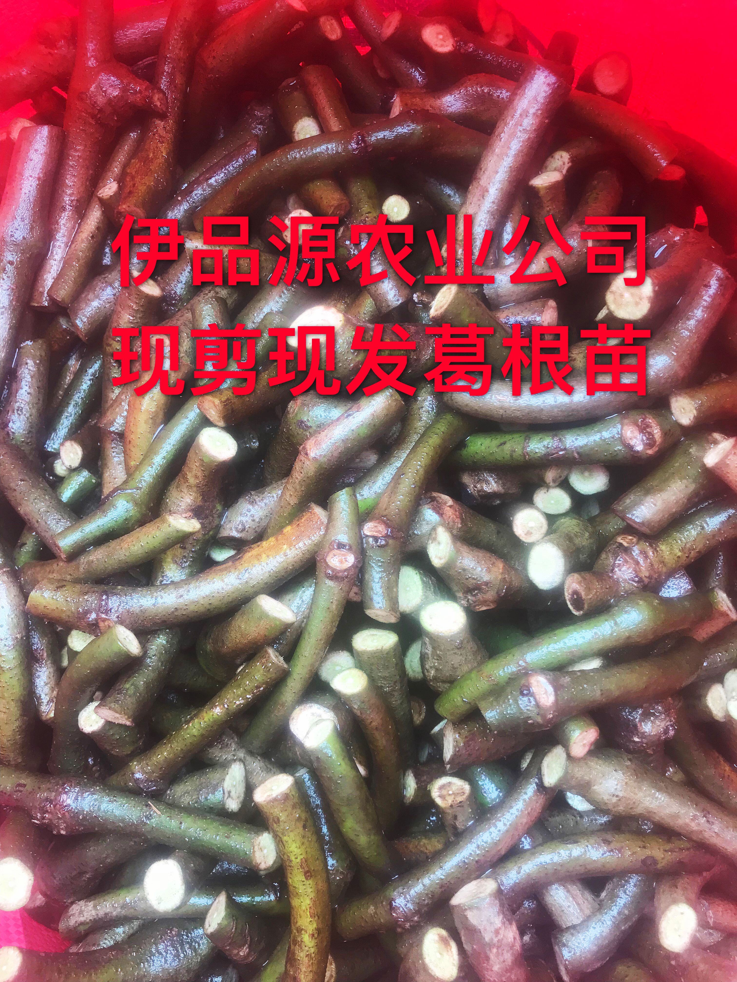 葛根种苗 无渣粉葛种苗，高产葛根苗，芽率高