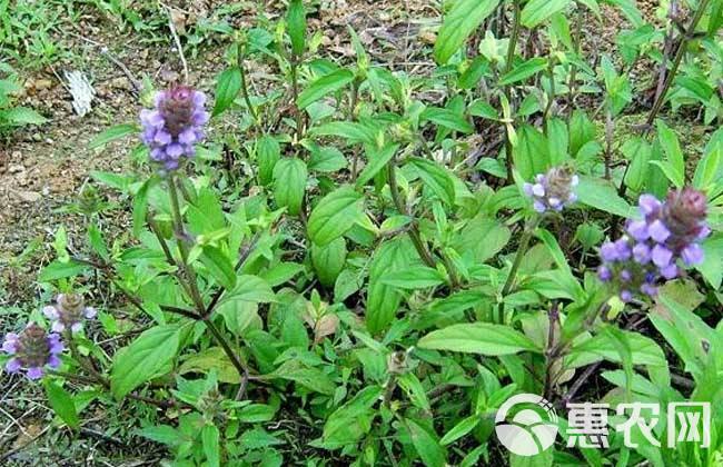 夏枯草，产地直销，全年大量现货供应，主产山区，高含量，品质优