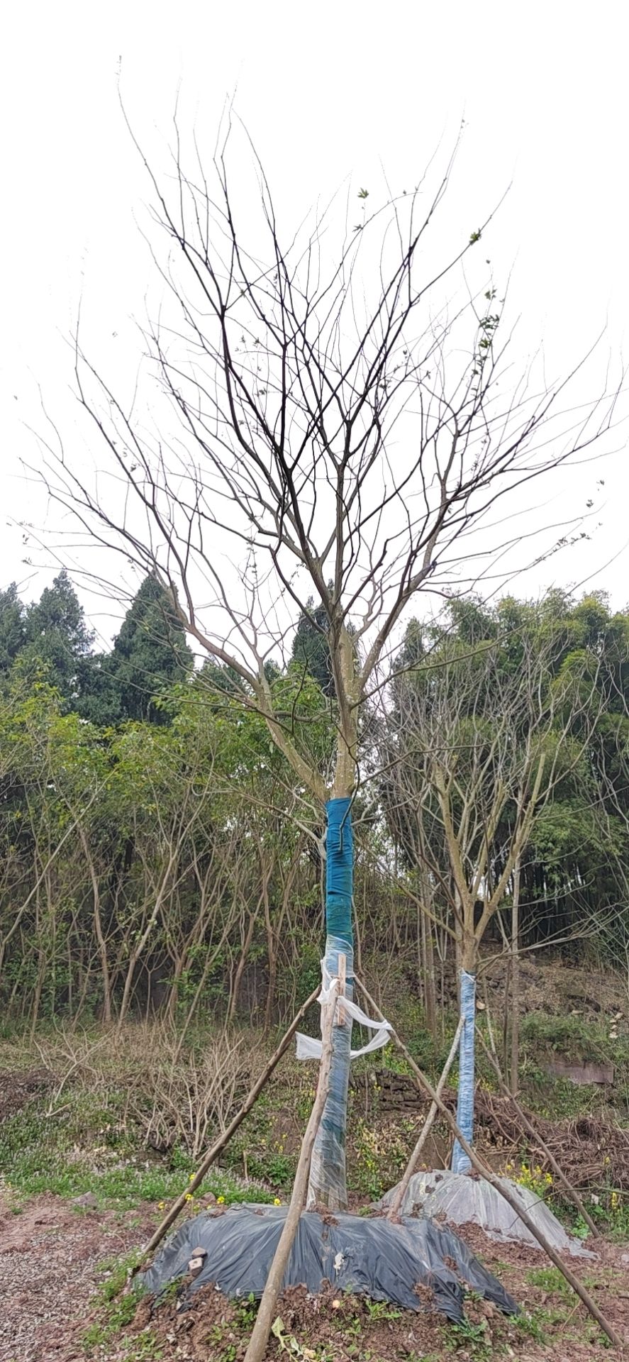 小叶朴 朴树