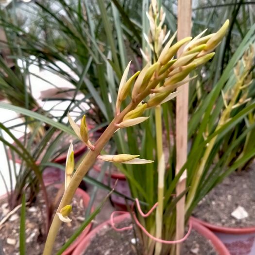 康县 精品惠兰白草，红香妃，紫香妃，带花苞，一杆多花，清香怡人，