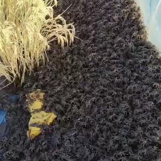 盘锦扣蟹苗 盘锦优质原坑蟹苗