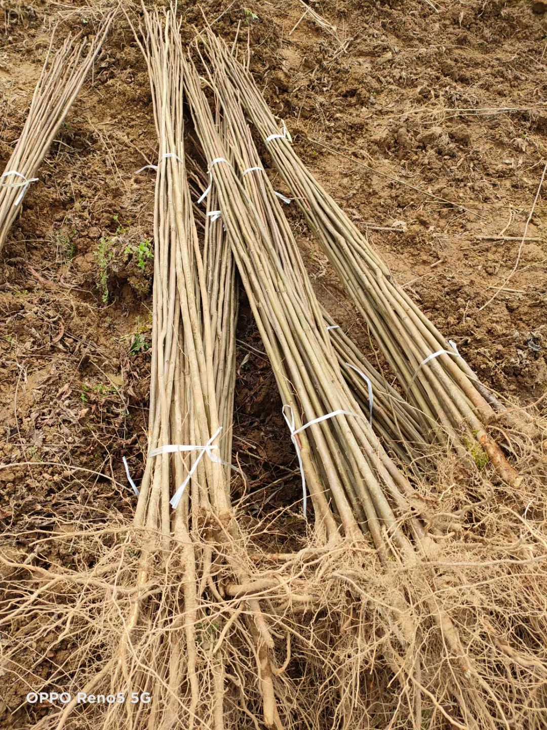 欒樹苗 黃山欒樹苗  南方欒樹苗 重慶基地直銷  量大從優(yōu)