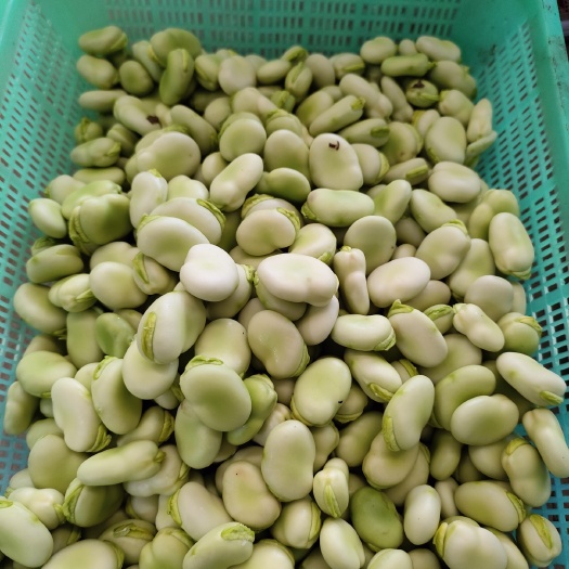 简阳市简阳蚕豆 精品大白二白胡豆大量上市中，米子饱满，量大质量从优