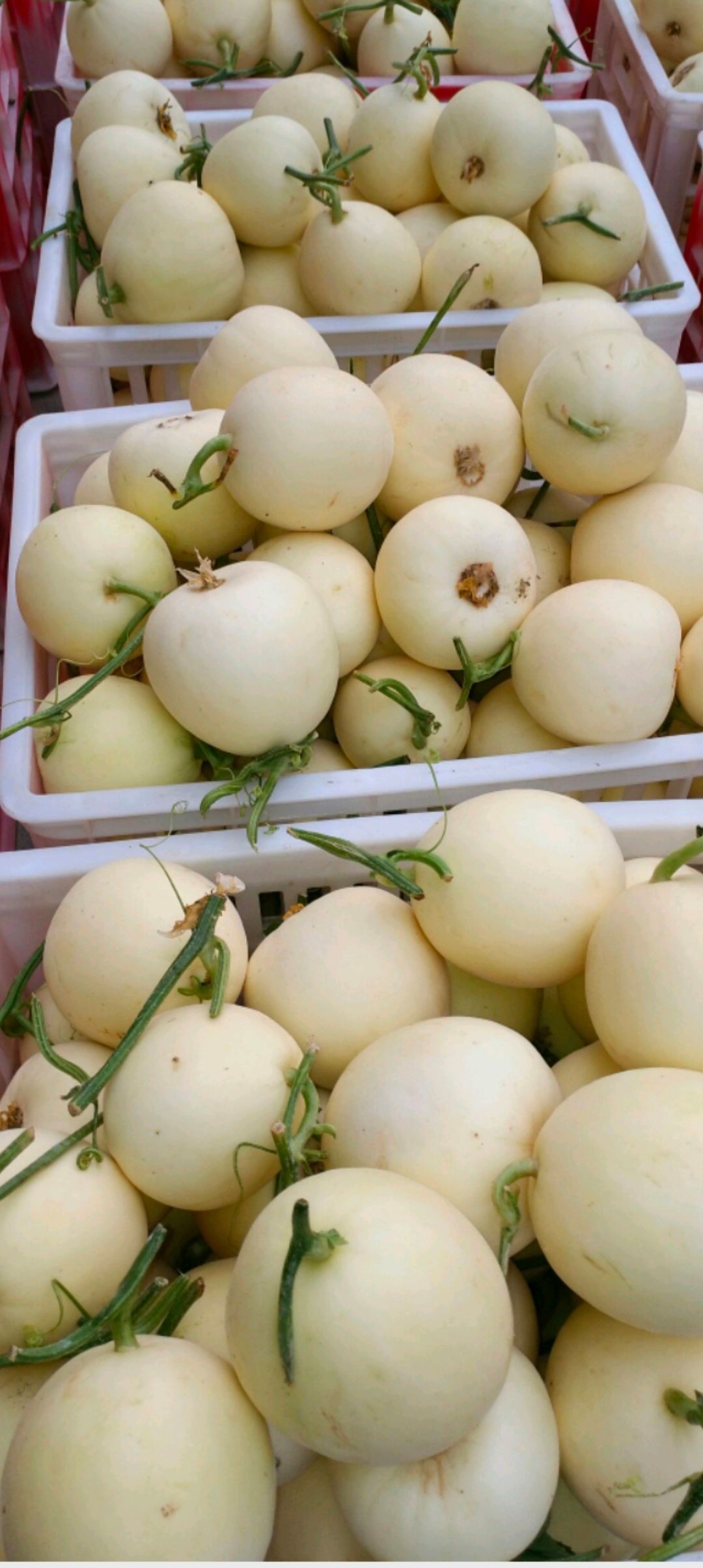 星甜甜瓜 甜瓜，早雪甜瓜，白甜瓜