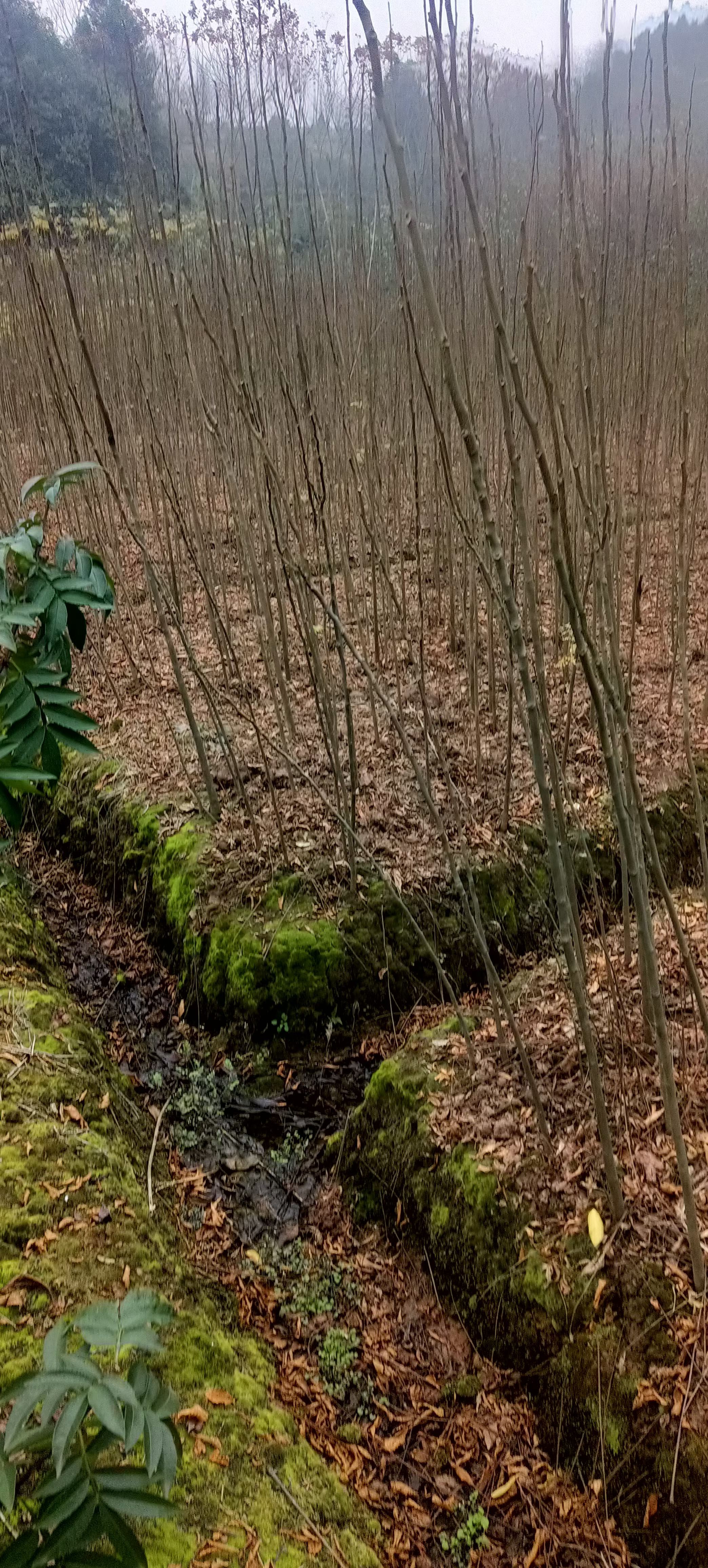 欒樹苗 黃山欒樹苗  南方欒樹苗 重慶基地直銷  量大從優(yōu)