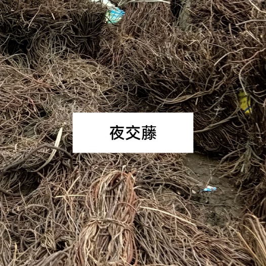 大方县贵州夜交藤