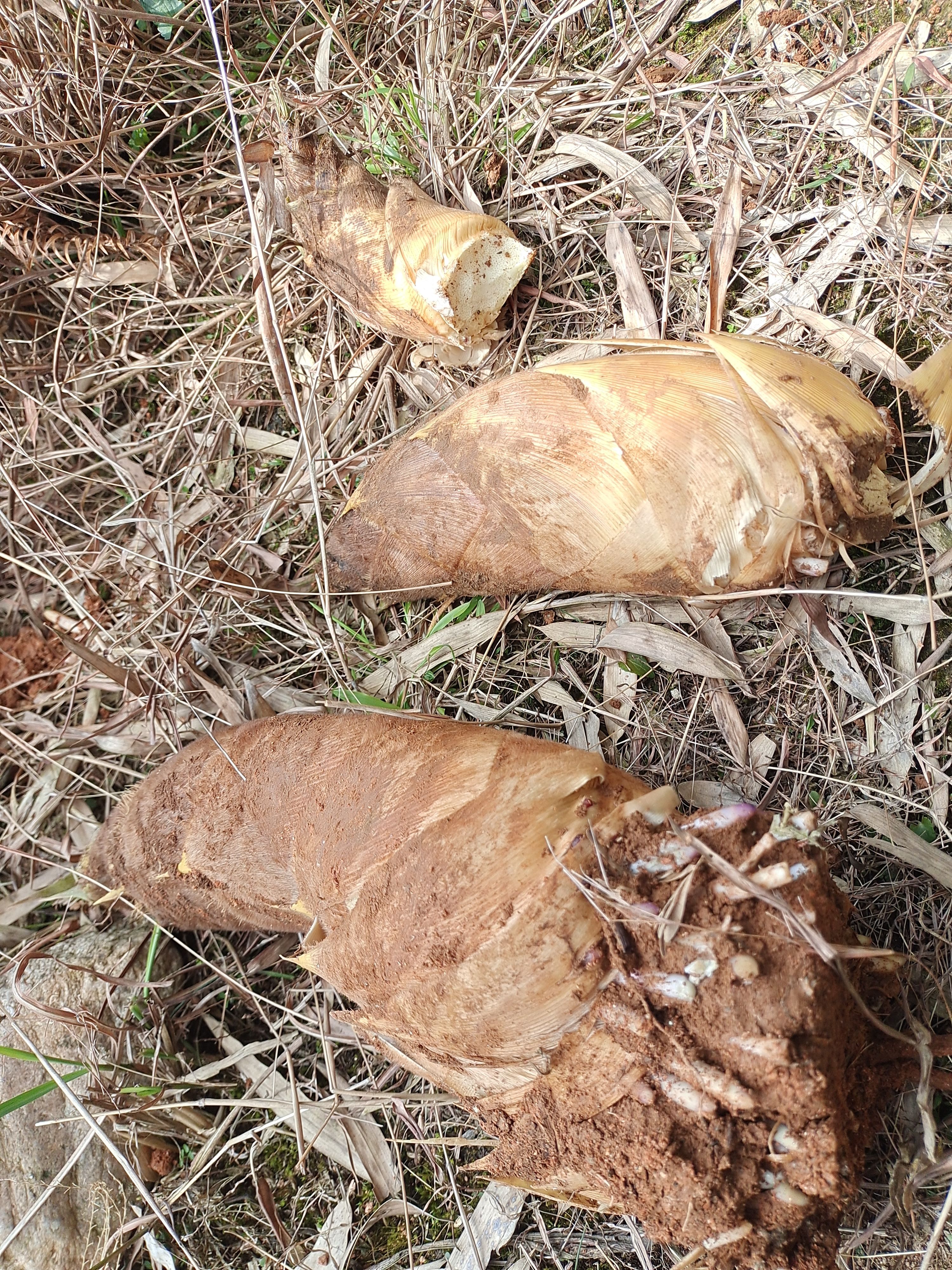 高山野生春笋无污染500斤起批2.5一斤有需要的来。运自付