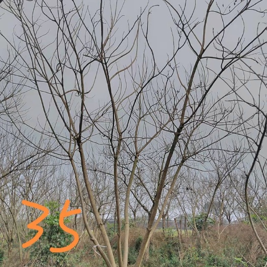 井研县 丛生蓝花楹