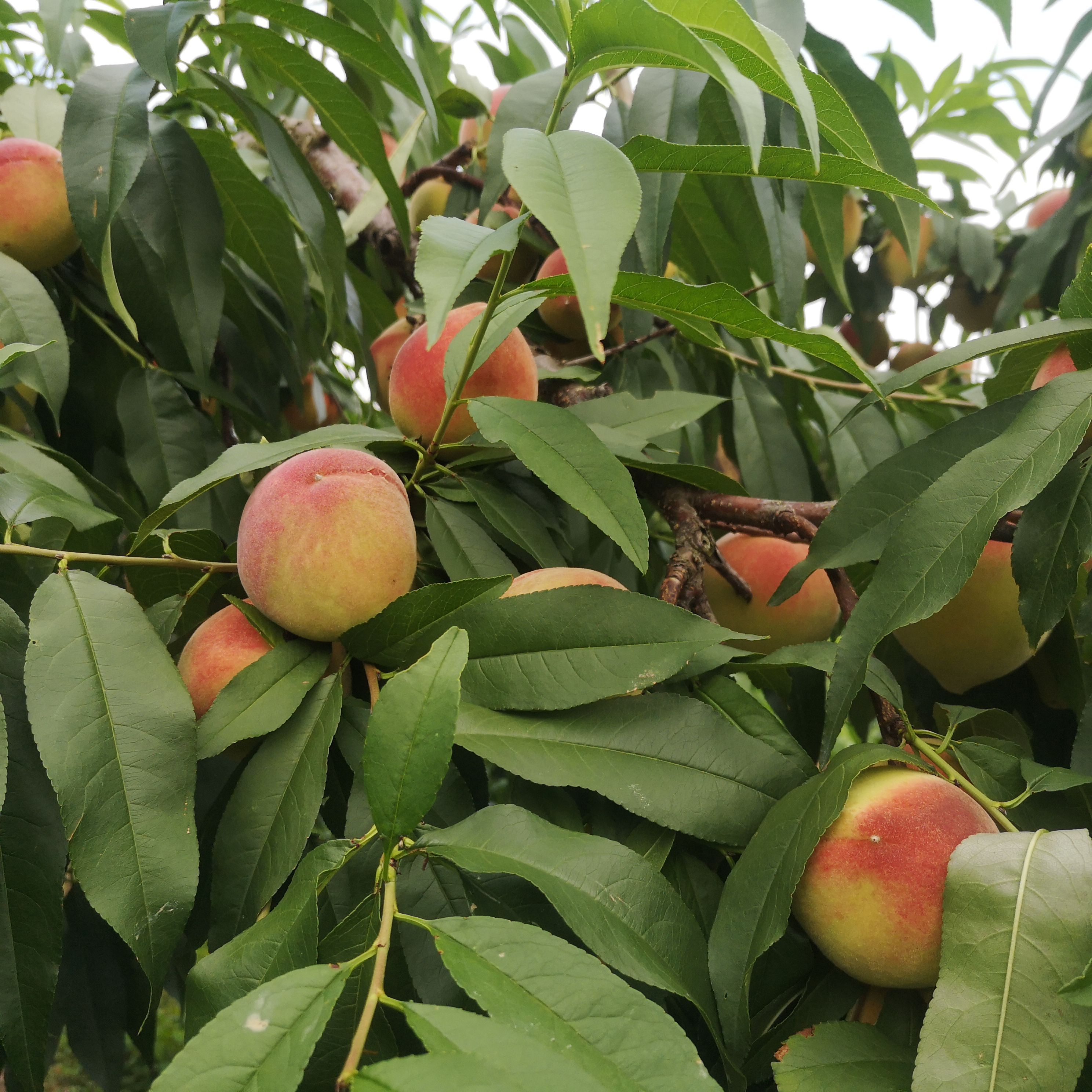 《社区团购》白凤桃 电商一件代发