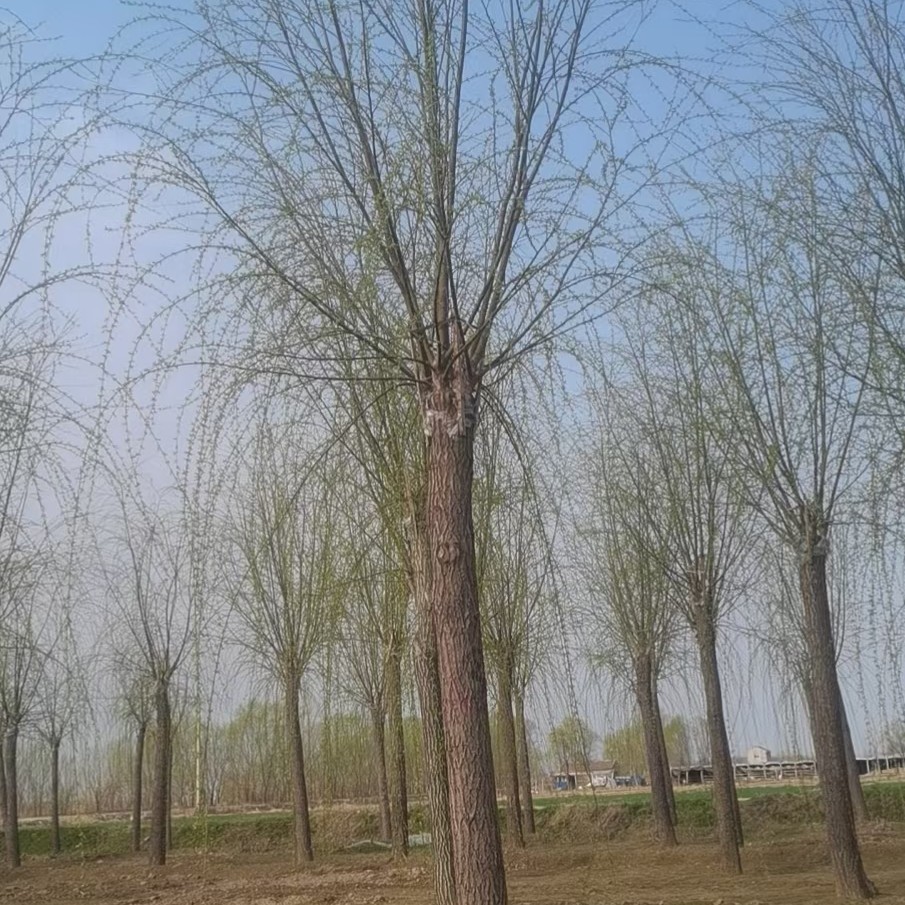 垂柳，西湖垂柳，嫁接垂柳/河堤绿化