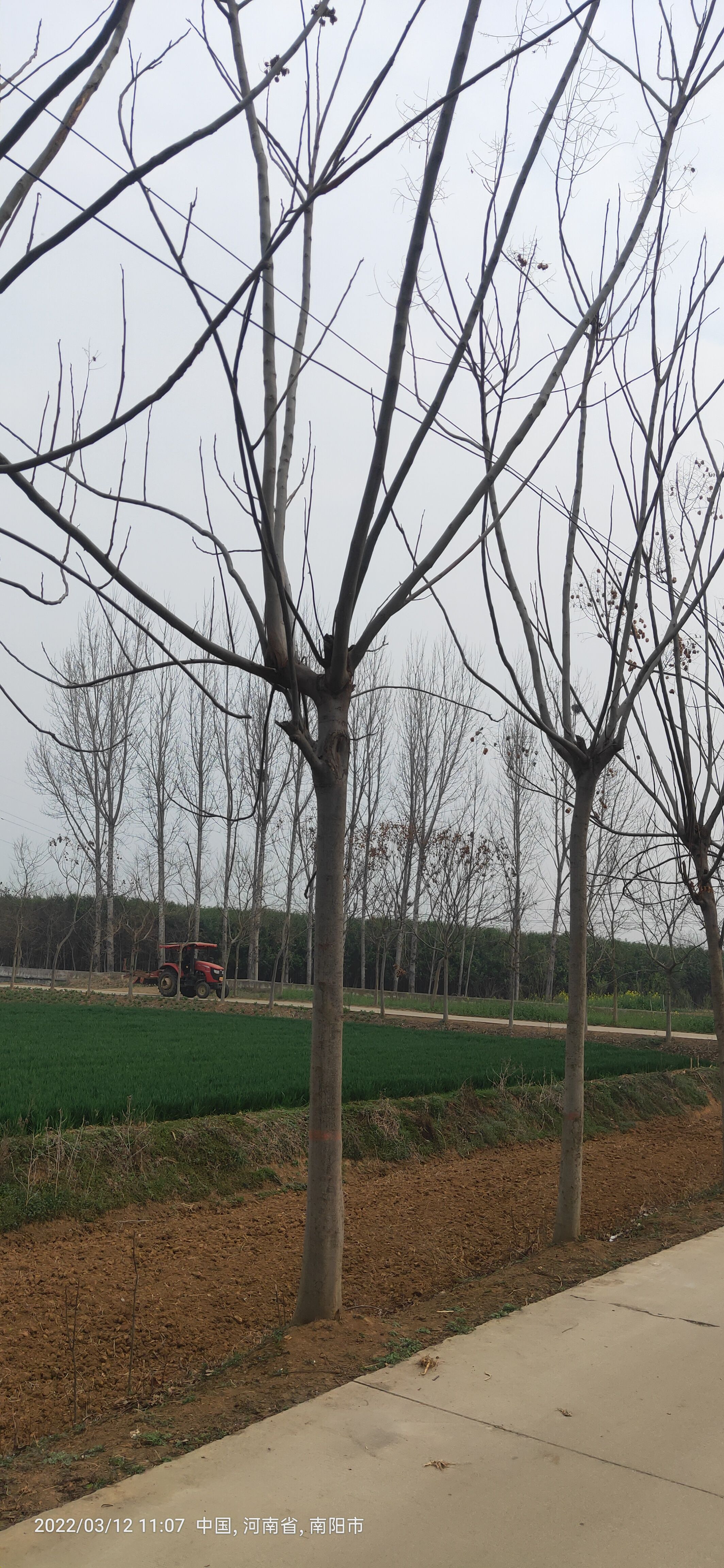 黄山栾树 5米以上 16~18公分 16~20公分 3米以上