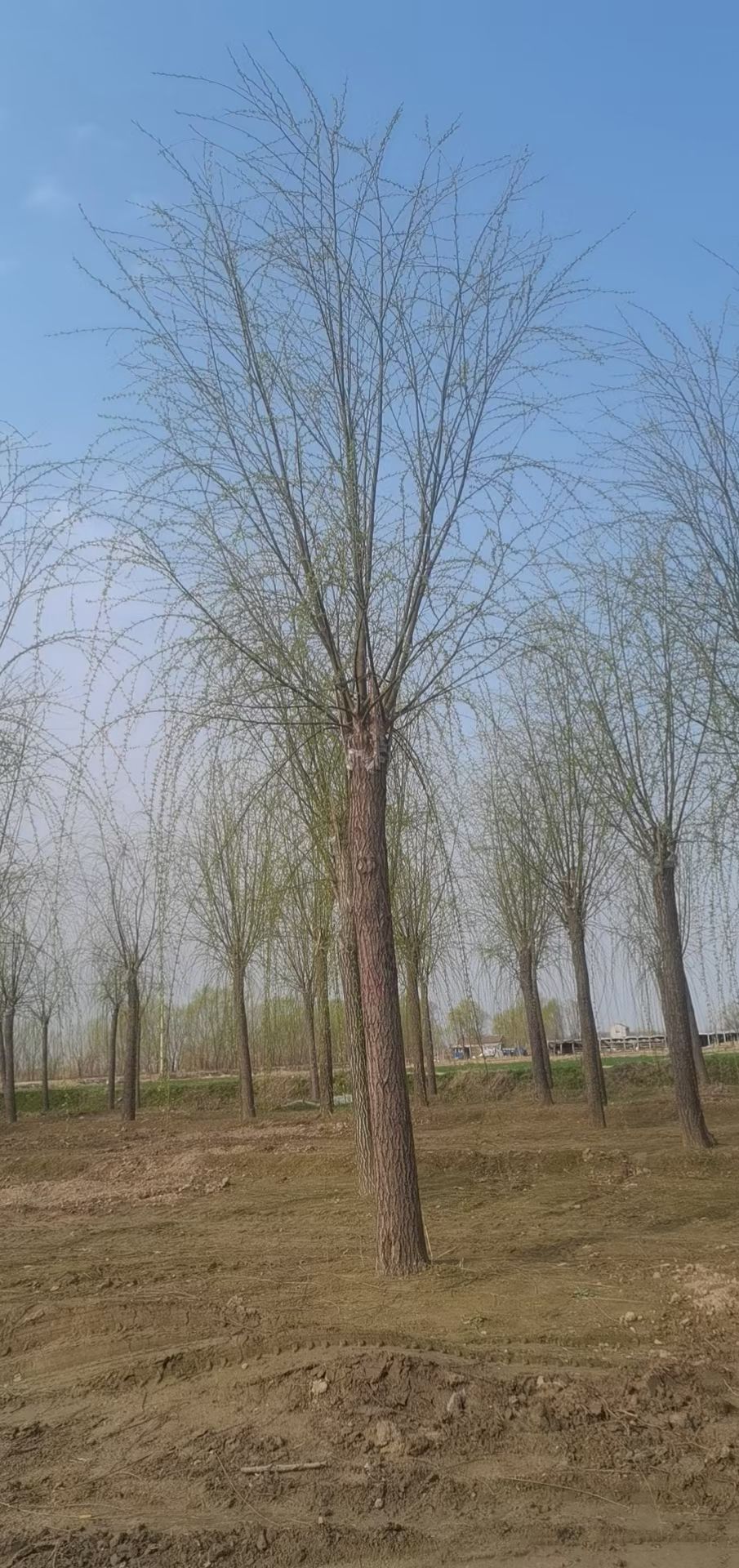 垂柳，西湖垂柳，嫁接垂柳/河堤绿化