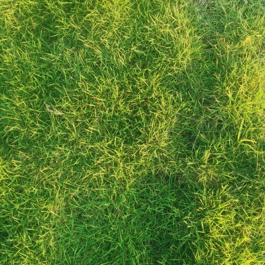 博罗县厂家批发大叶油草，草，一手货源