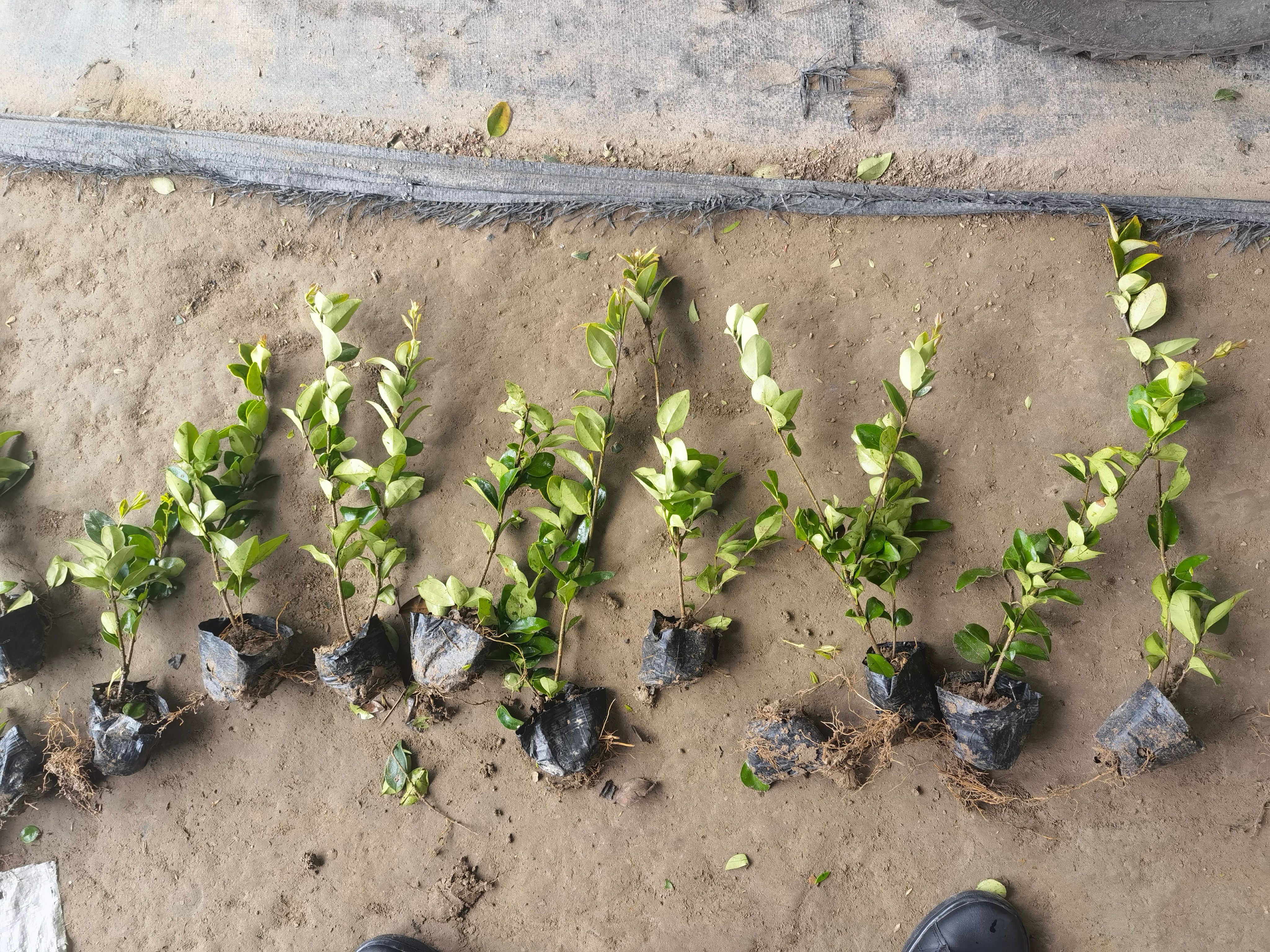  精品金森女贞小杯