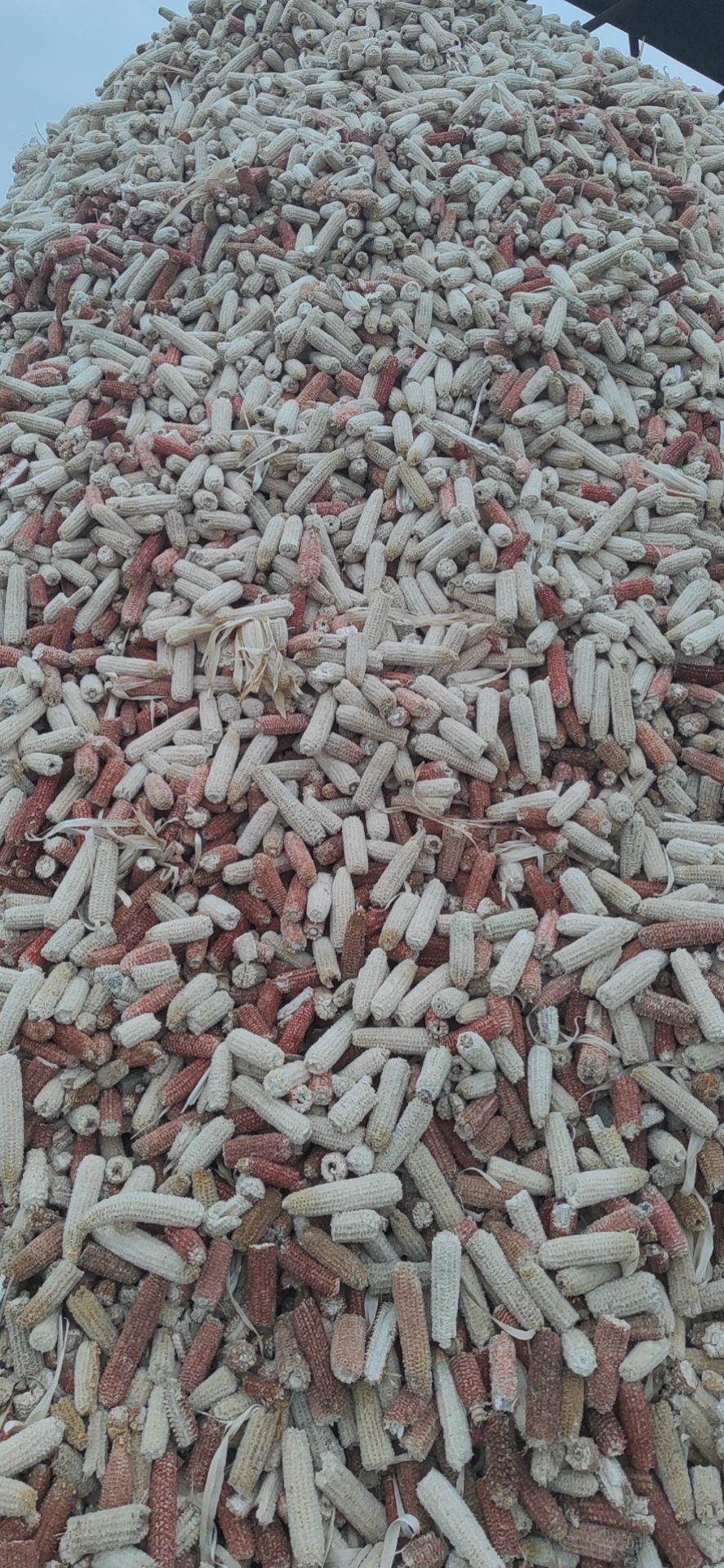 常年供应各种规格食用菌用优质玉米芯颗粒