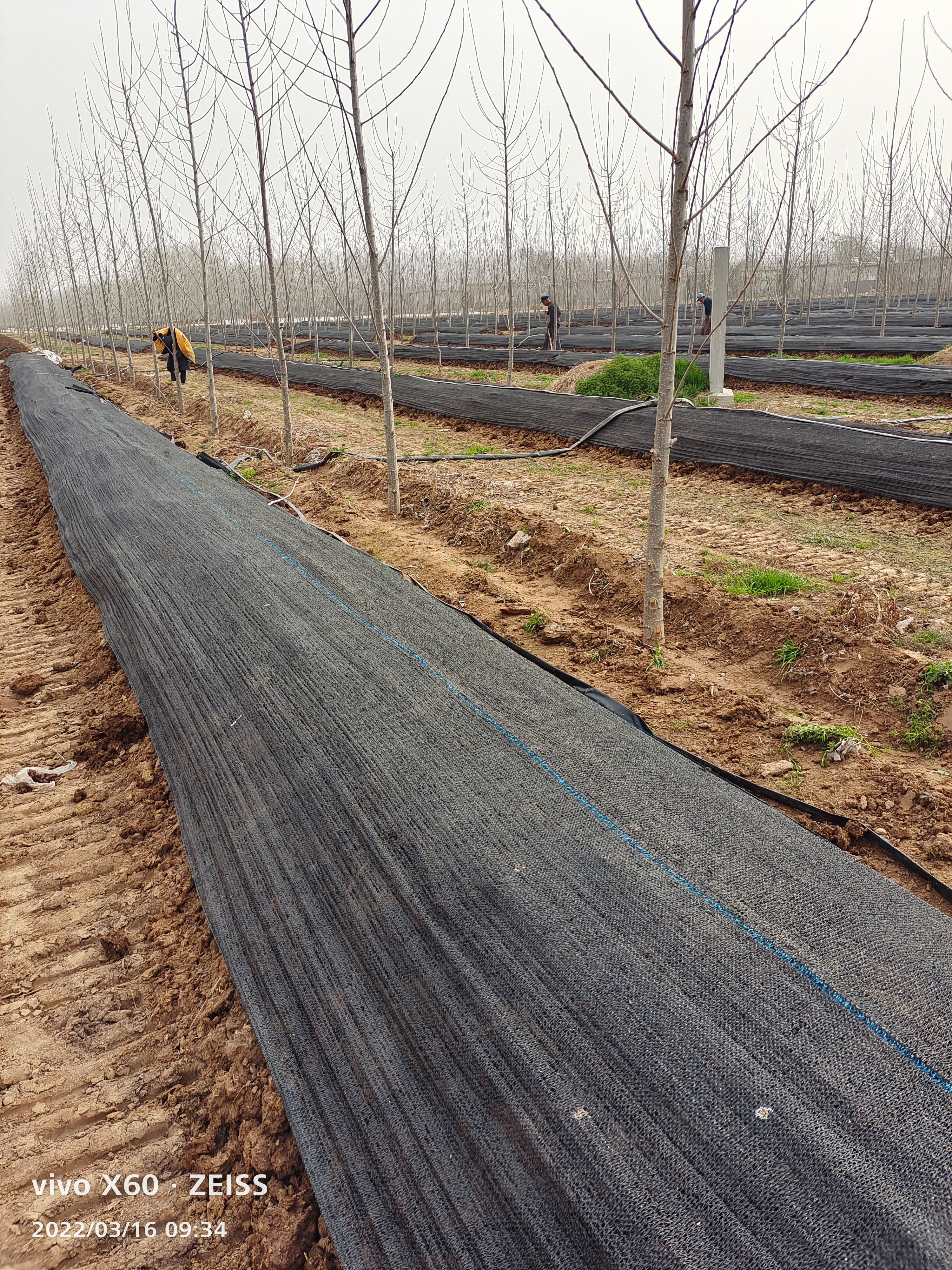 太平蚯蚓  纯牛粪蚯蚓大号中号，污泥大号