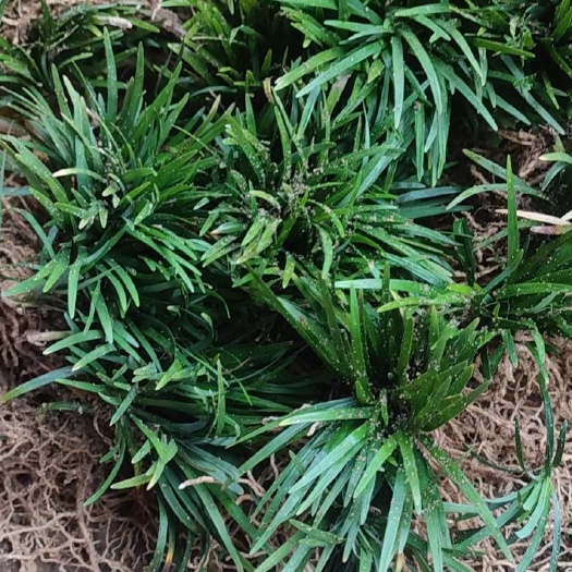东莞市 玉龙草