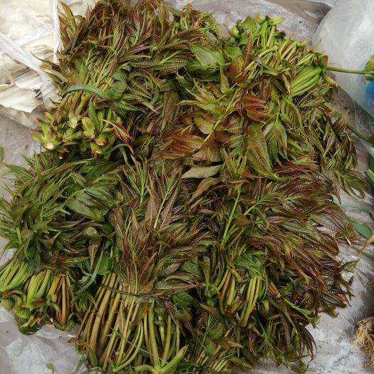 威宁县 香椿芽